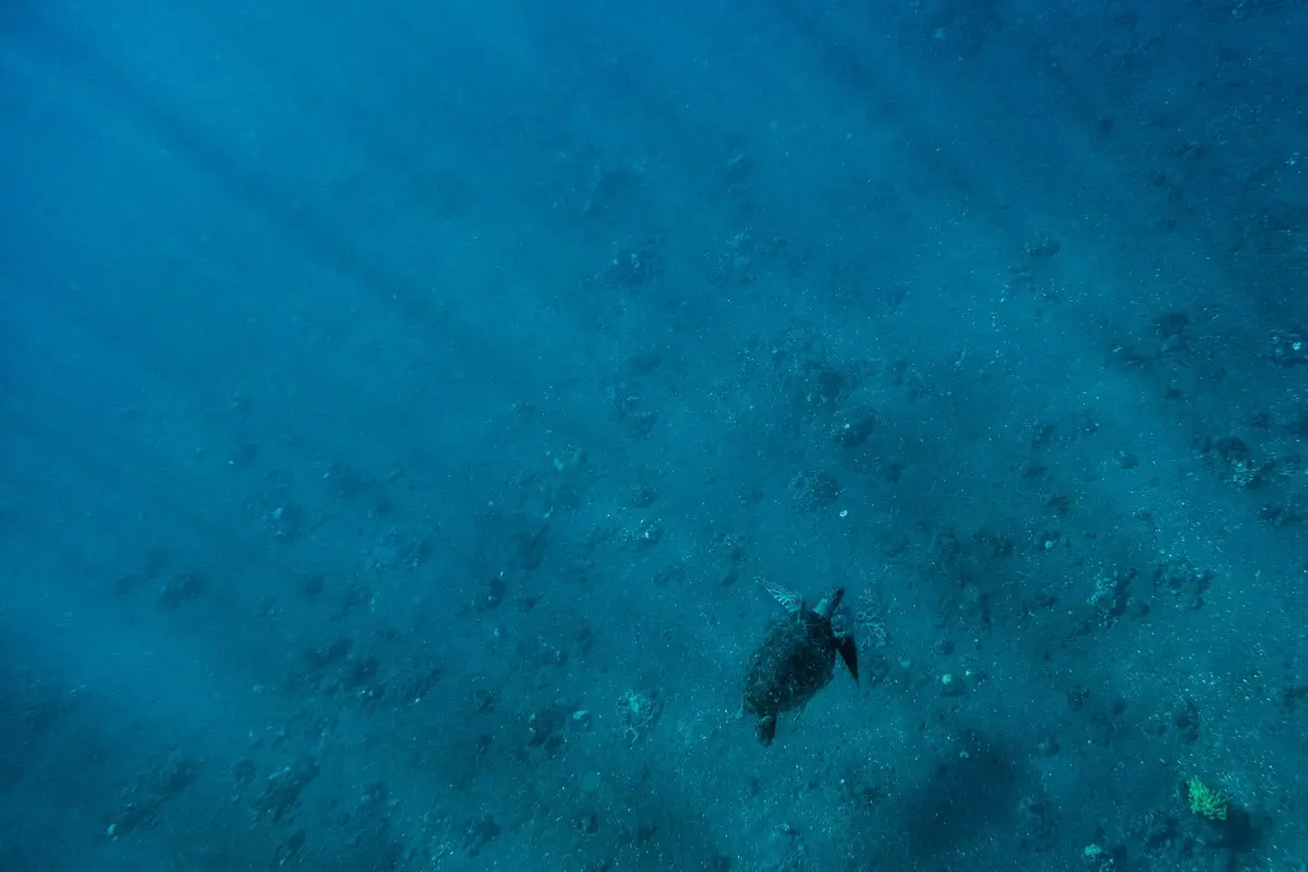 清澈的藍色海水中，一隻海龜游過沙地上方