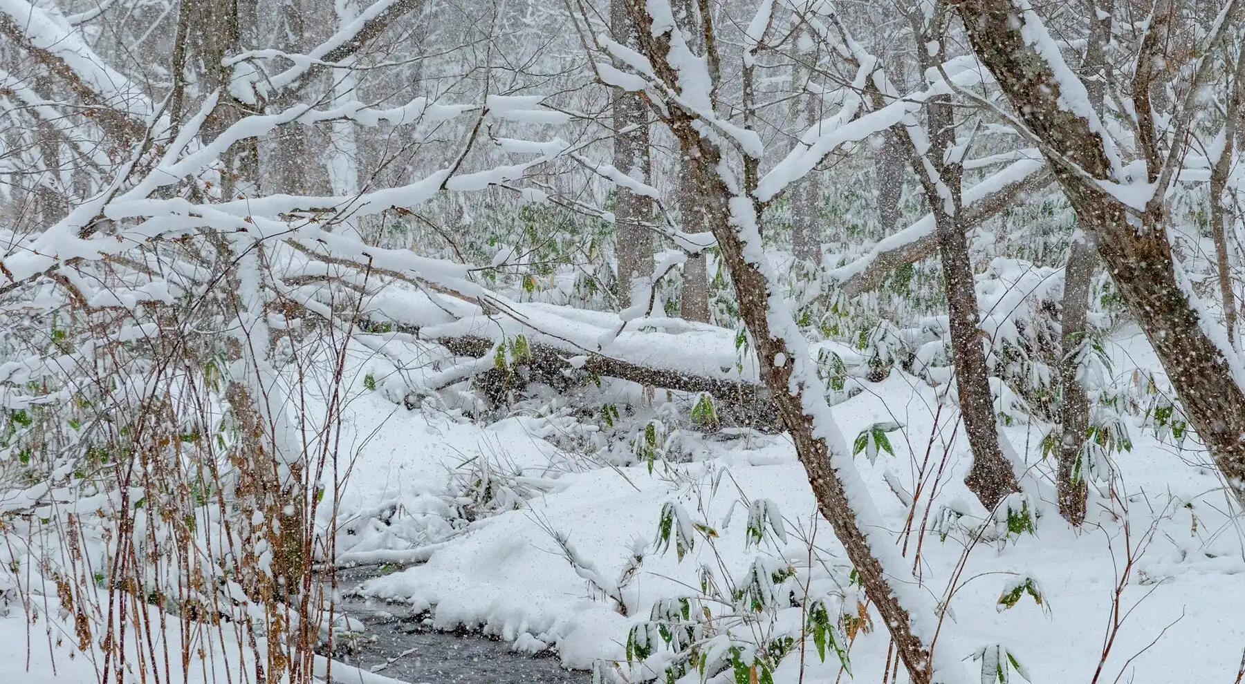 下著雪的森林，樹枝上積滿白雪