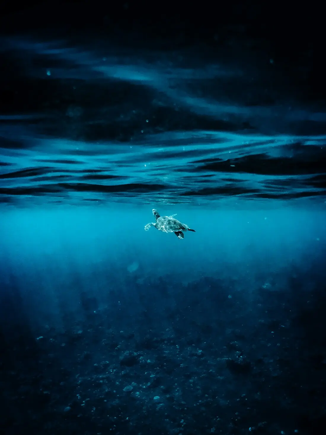 深藍色的海水中，一隻海龜往光線的方向游